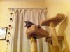 kitten.jpg