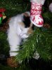 Tiggy up the Christmas Tree 7.jpg