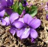 Purpleflower_Violet_.JPG