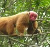 uakari.jpg