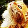 Tabby_cat