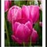 Pink Tulip