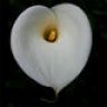 Arum Lilly