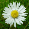 Daisydolly