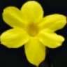 Winterjasmine