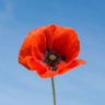 Poppy Fields