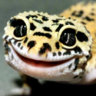 Gecko