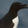 Razorbill