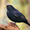 LadyBlackbird