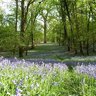 Merrieorchard
