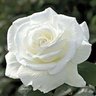 Flowerofscotland