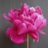 Pink_Peony