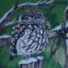 littleowl