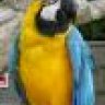 Miss Macaw