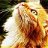 Tabby_cat