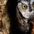 AwesomeOwl