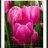 Pink Tulip