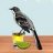 TequilaMockingbird