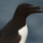 Razorbill