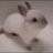 mspiggy