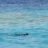 Roo Swims With Fish