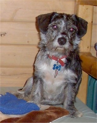 CockerWestieAugustPictures103.JPG