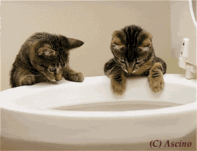 cats-1.gif