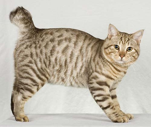 american-bobtail.jpg