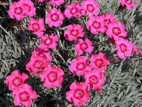 dianthus.jpg