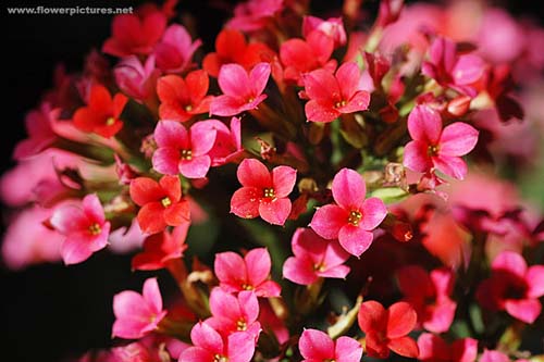 kalanchoe.jpg