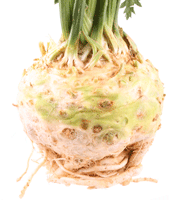 celeriac-1-200.gif