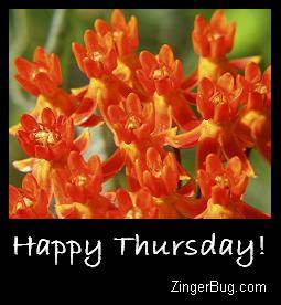 happy_thursday_orange_flowers.JPG