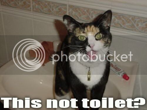 ThisNotToilet.jpg