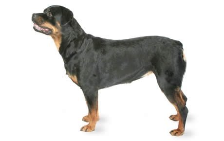 file_22942_rottweiler-460x290.jpg