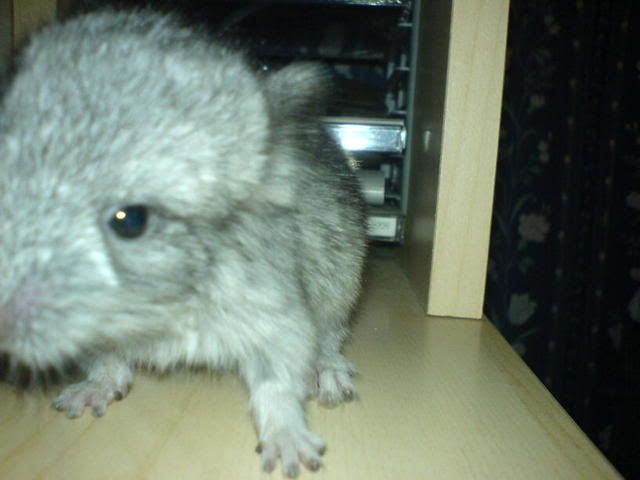 DSC00386.jpg