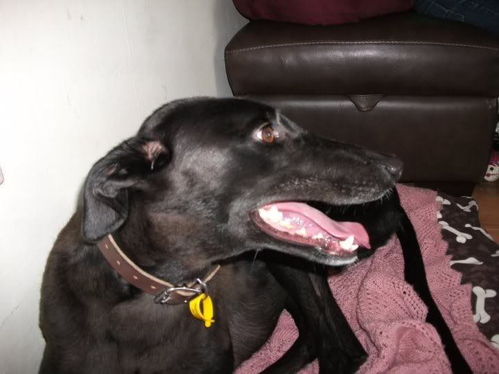 maggie1.jpg