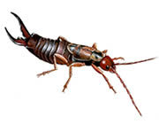 earwig_180_tcm9-60305.jpg