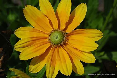 rudbeckia_hirta_prairiesun.jpg