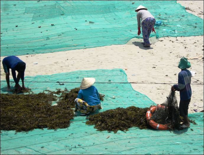 zz-seaweedproduction_zpsc5dbb812.jpg