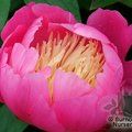 paeonia_bowl_of_beauty_2.jpg