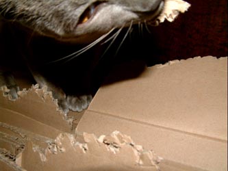 k9.jpg