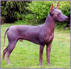 xoloitzcuintli.jpg