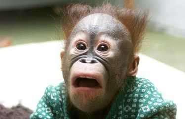 huh_monkey.jpg