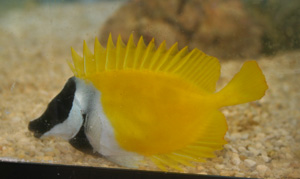 foxface_%20rabbitfish.jpg