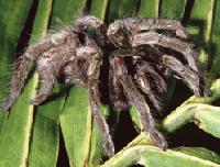 1298870569_insects_and_spiders.JPG