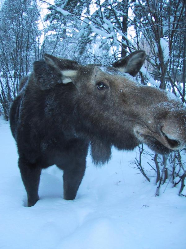 moose.jpg