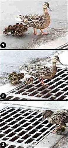 duckgrill.jpg