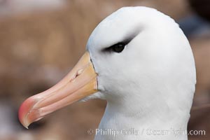 black-browed-albatross-thalassarche-melanophrys-24151.jpg