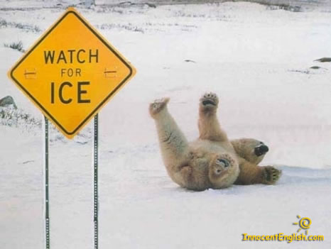 funny-polar-bear-pic-img121.jpg