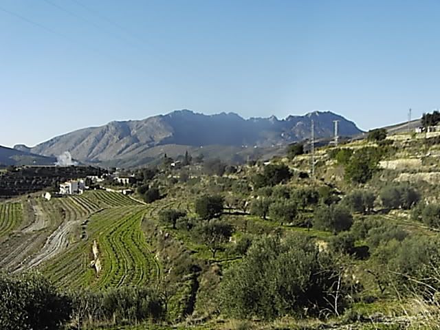 ladviewpoppy002.jpg